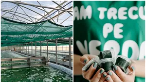 Spirulina vie, super-alimentul nutritiv care „ne menţine tineri şi sănătoşi”. Hrana astronauţilor ajunge pe mesele românilor