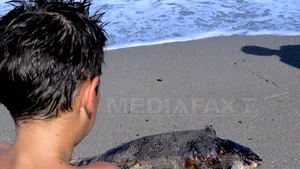 Cinci delfini au fost găsiţi morţi pe plajele de pe litoral