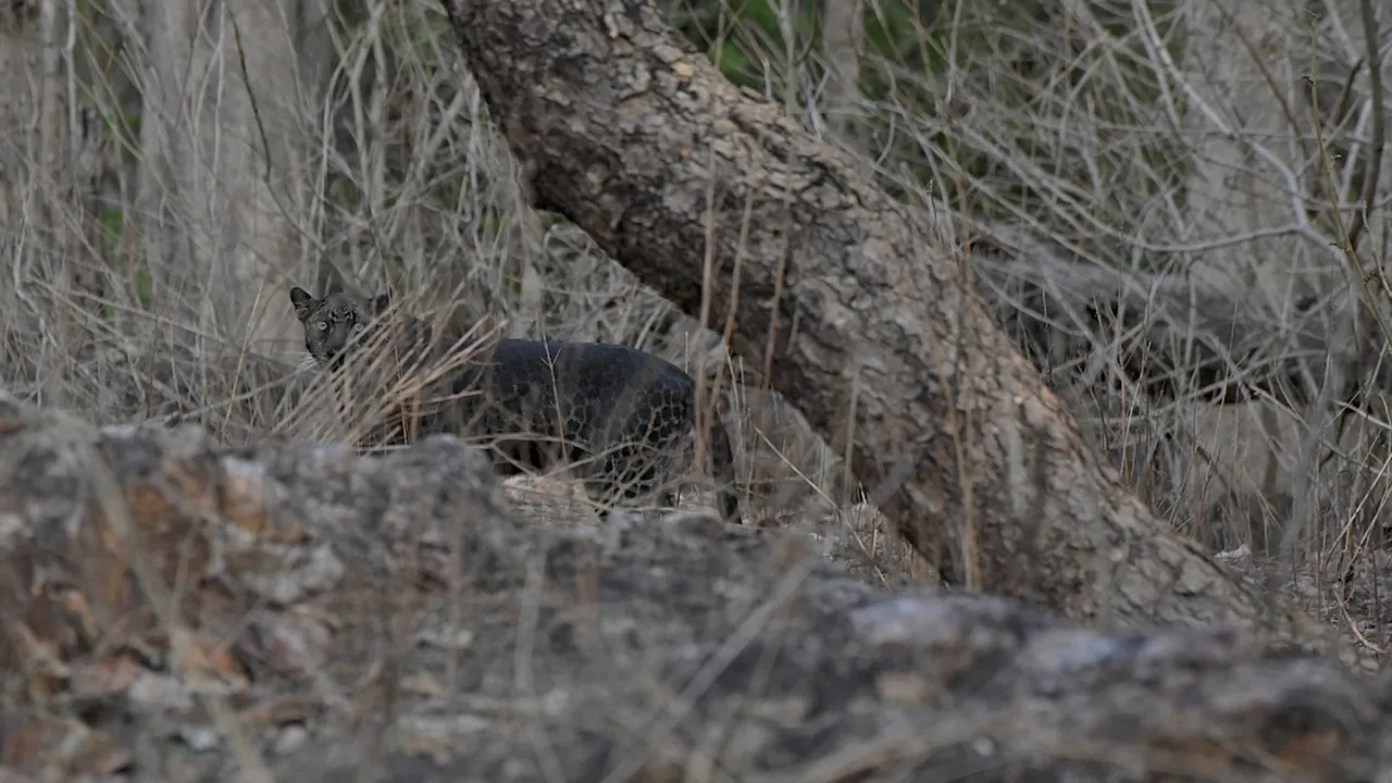 GALERIE FOTO Imagini rare cu un leopard negru au fost surprinse în India