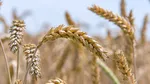 Unul dintre cele mai consumate alimente din lume, amenințat de schimbările climatice. Calitatea sa ar putea avea de suferit