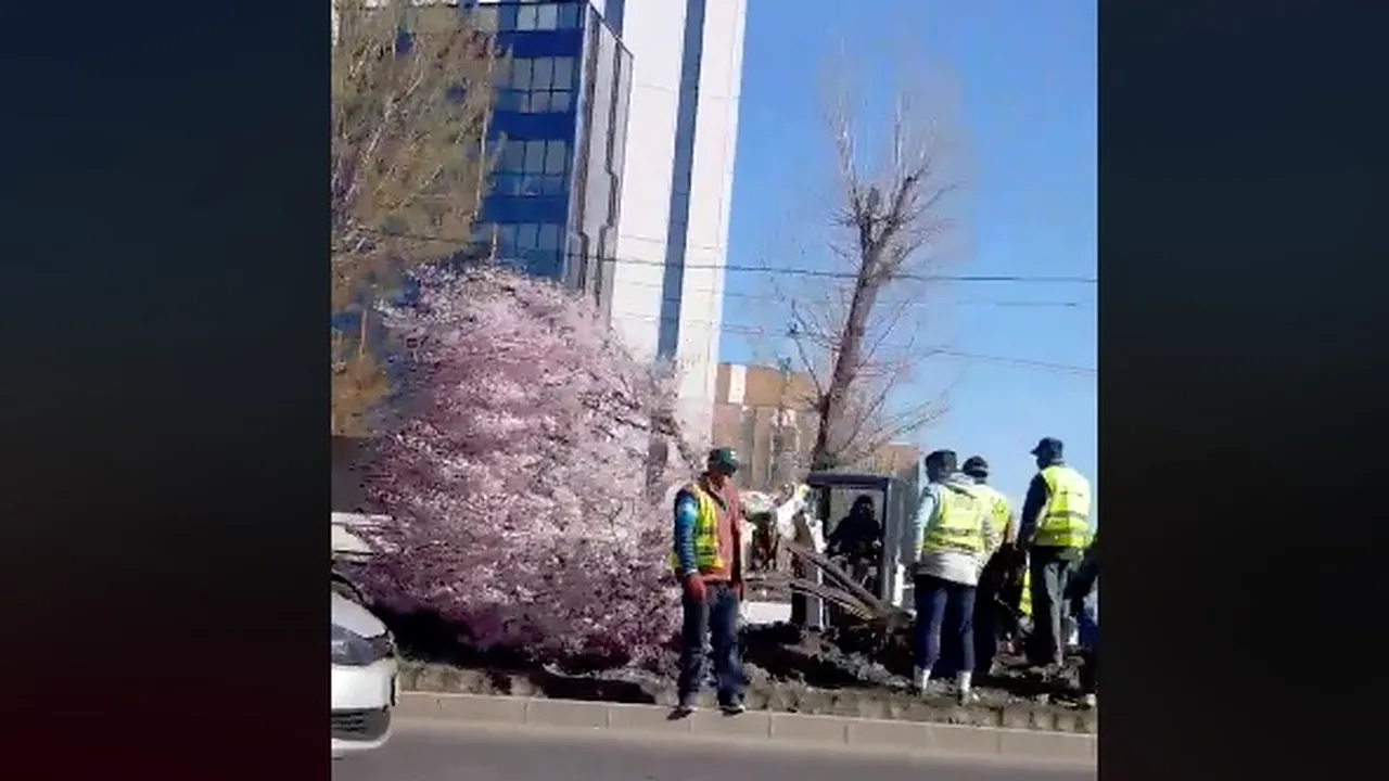Cum explică primarul Sectorului 6, Gabriel Mutu, extragerea copacilor înfloriţi de pe Bulevardul „Iuliu Maniu” | FOTO, VIDEO