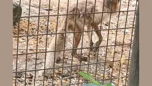 Animal aflat în stare gravă, ținut într-un țarc murdar la Grădina Zoologică Vâlcea