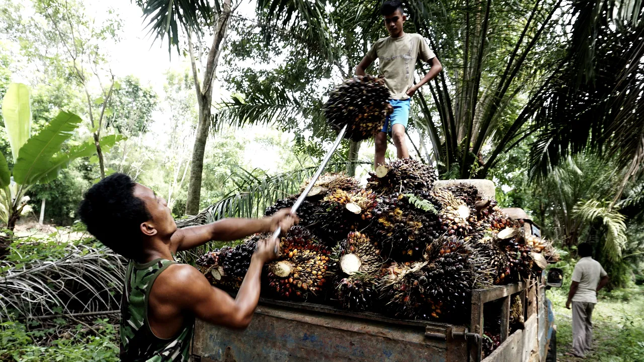 Indonezia interzice exportul de ulei de palmier, pe fondul creşterii preţurilor la alimente