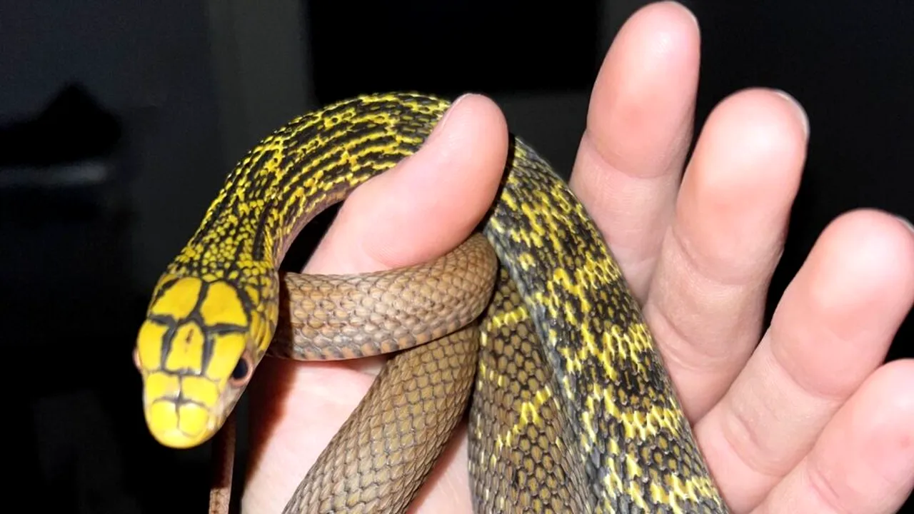 Descoperire șocantă într-un apartament din Bihor: Crescătorie ilegală de vipere veninoase, caiman și tarantule. FOTO