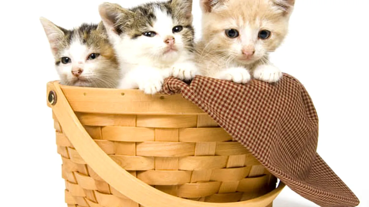 Expoziţii de câini, pisici şi peşti exotici, la Pet Expo 2014, între 16 - 18 mai, la Romexpo