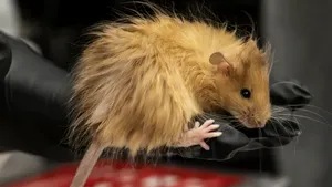 Cercetătorii care încearcă să readucă la viață mamutul lânos au creat o nouă specie de șoarece