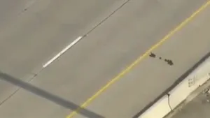 AVENTURA VIEŢII: Cum traversează o raţă şi bobocii ei o autostradă cu şase benzi - VIDEO