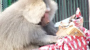 Zi festivă la Grădina Zoologică din Oradea: Animalele, vizitate de Moş Crăciun, au primit cadouri colorate - FOTO