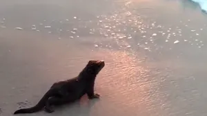 O vidră a fost surprinsă de turişti pe plaja din Eforie Nord