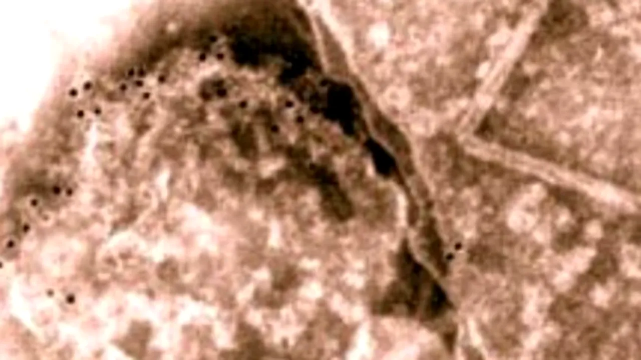 Bacteria care “naşte” aur, descoperită de cercetătorii australieni