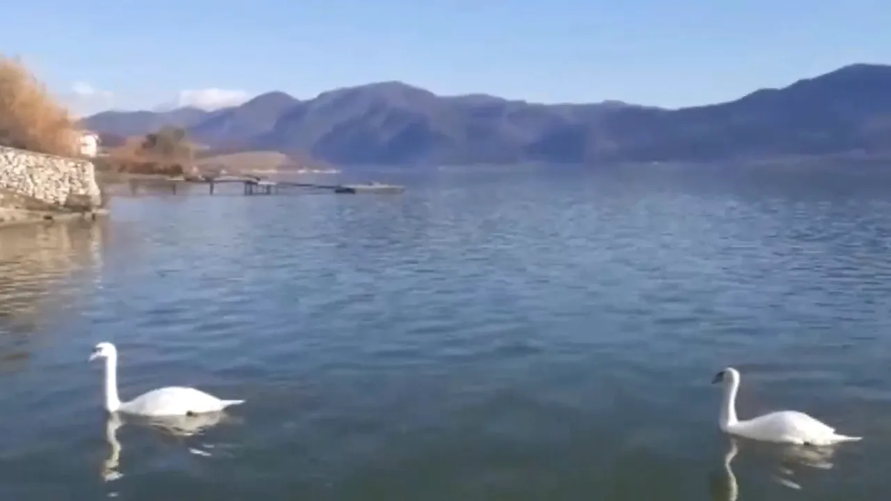 Şi lebedele caută turiştii. În lipsa oamenilor care le hrăneau, lebedele se adună la pontoanele pensiunilor