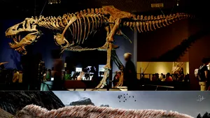 De ce T-Rex avea pene şi braţele mici? Cele mai recente studii despre regele Cretacicului 