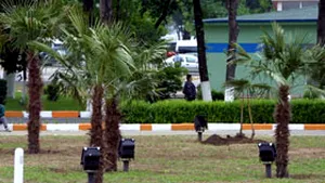 Palmierii din staţiunea Mamaia sunt mutaţi în sere