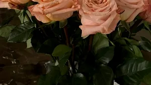 Ce cadou a primit Simona Halep de la soţul Toni Iuruc. La nivel de antrenori, sportiva se întoarce cu 8 ani în urmă