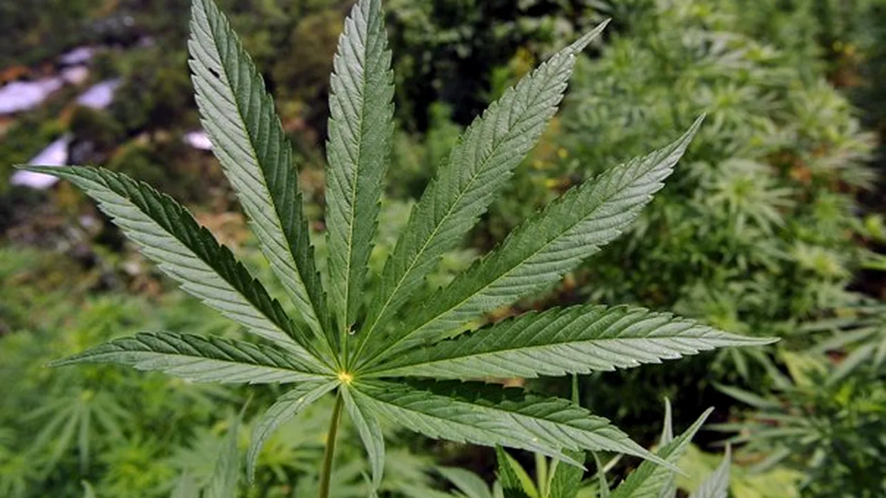 O localitate din Spania pune la dispoziţie teren agricol pentru cultivarea de marijuana