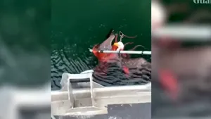 Imagini surprinzătoare. Deznodământ neaşteptat în lupta dintre un vultur şi o caracatiţă pe care încerca să o mănânce | VIDEO