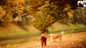 Vremea în luna octombrie: Temperaturi mai mici decât cele normale în primele două săptămâni