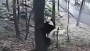 CUTREMURUL din CHINA: Cum a reacţionat un urs panda speriat de seism - VIDEO