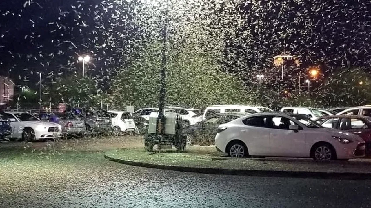 Invazie de insecte în Las Vegas. Roiuri de greieri au acoperit clădiri celebre | VIDEO