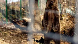 Doi turişti francezi au fost atacaţi de un urs pe Valea Cerbului - VIDEO
