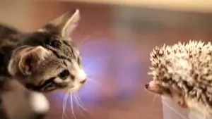 IMAGINI AMUZANTE: Cum reacţionează un pisoi şi un arici când se văd pentru prima dată - VIDEO 