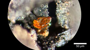 Primul chihlimbar descoperit în Antarctica arată că a existat o pădure tropicală lângă Polul Sud