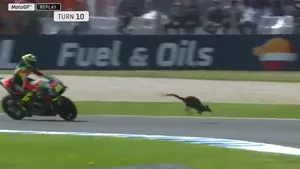 La întrecere pe pista MotorGP. Un cangur a intrat pe circuit la antrenamentul pentru Marele Premiu al Australiei - VIDEO