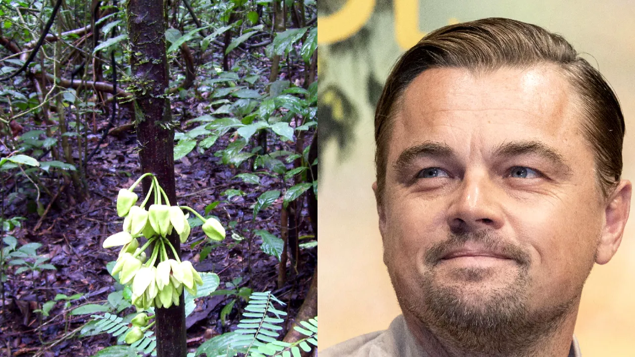 Oamenii de ştiinţă au numit o nouă specie de copac tropical după Leonardo DiCaprio