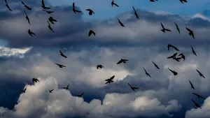 COMENTARIU Lelia Munteanu: VORBAR