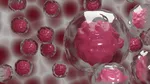 Descoperire spectaculoasă în lupta cu cancerul: celule din cordonul ombilical pot „vâna” și distruge tumorile ascunse
