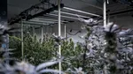 IGPR: 52 de kilograme de canabis, confiscate în ultimele două săptămâni