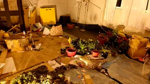 „Plantaţie” de canabis în curtea casei: Un bărbat din Iaşi a fost plasat în arest la domiciliu - FOTO, VIDEO
