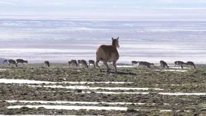 China trimite un robot-antilopă să salveze o specie rară din Tibet