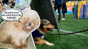 Cel mai mare târg de adopţii de animale de companie din Bucureşti, la Arena Naţională
