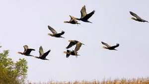 EC Brings Romania To ECJ Over Failed Wild Bird Protection Measures