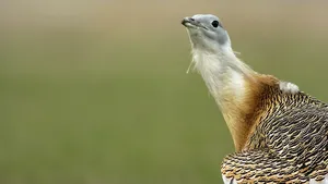 CNN: Păsările nu cântă toate în acelaşi limbaj, au dialecte