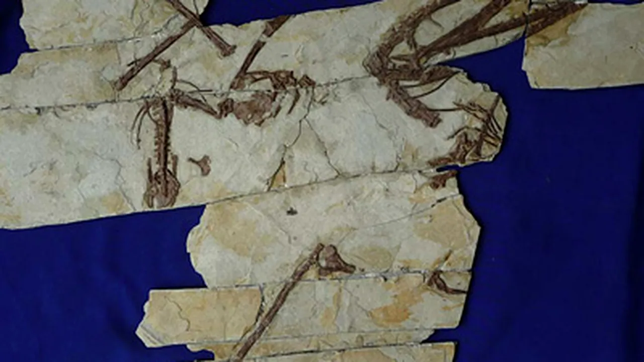 O nouă specie de pterozaur, descoperită în China