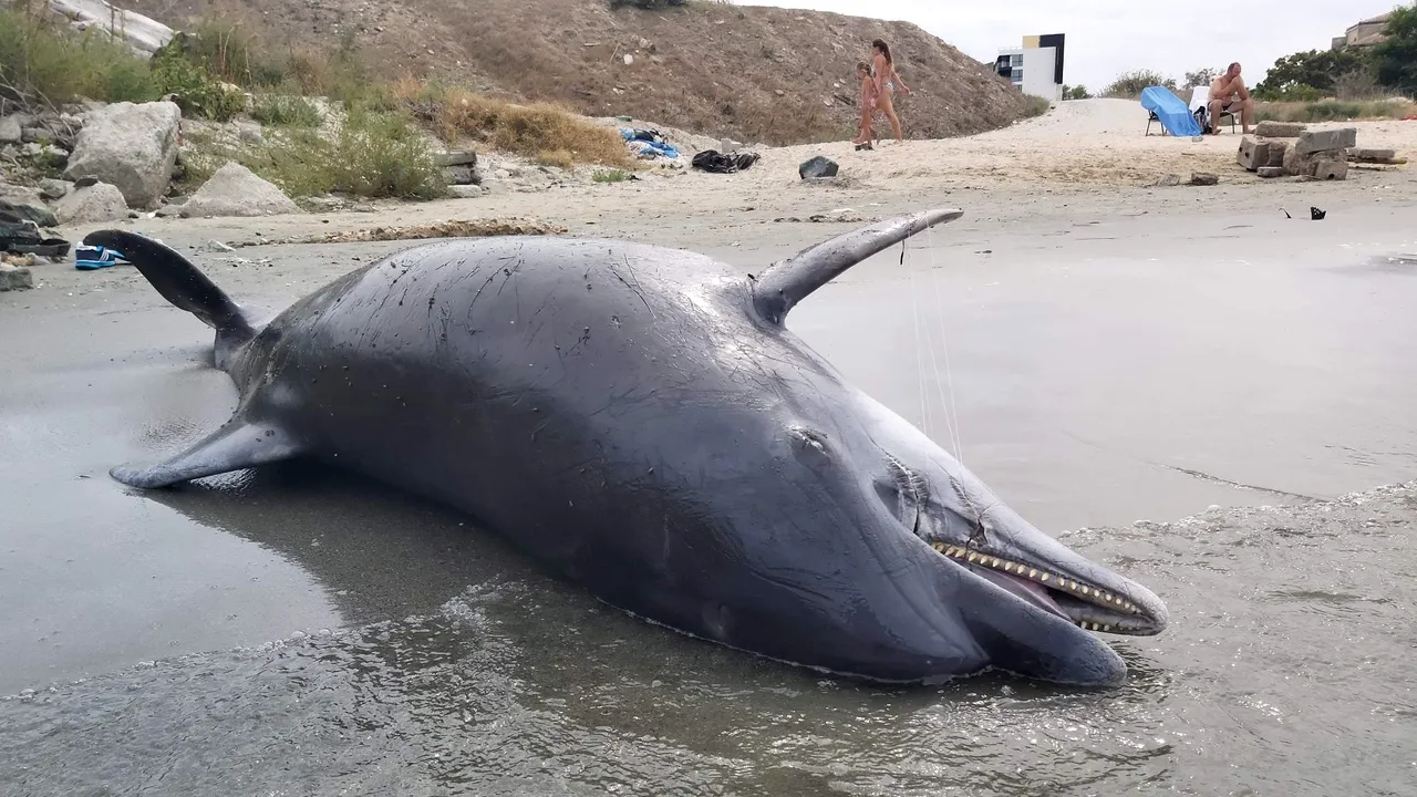  Un delfin eşuat a fost descoperit pe o plajă din Constanţa, duminică. ONG: „A murit înecat”