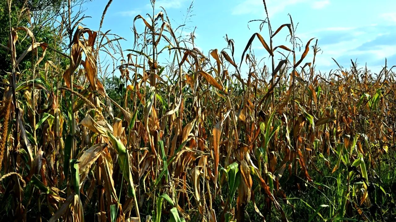 Reuters: Șocurile climatice afectează culturile de porumb din Europa. România și Ungaria, cele mai afectate