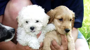 Elevii din Capitală, învăţaţi cum să se poarte cu animalele de companie
