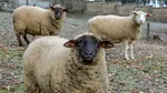 Peste 1.500 de oi, bolnave de variolă la Brăila. Șeful ANSVSA le mulțumește fermierilor care au raportat boala
