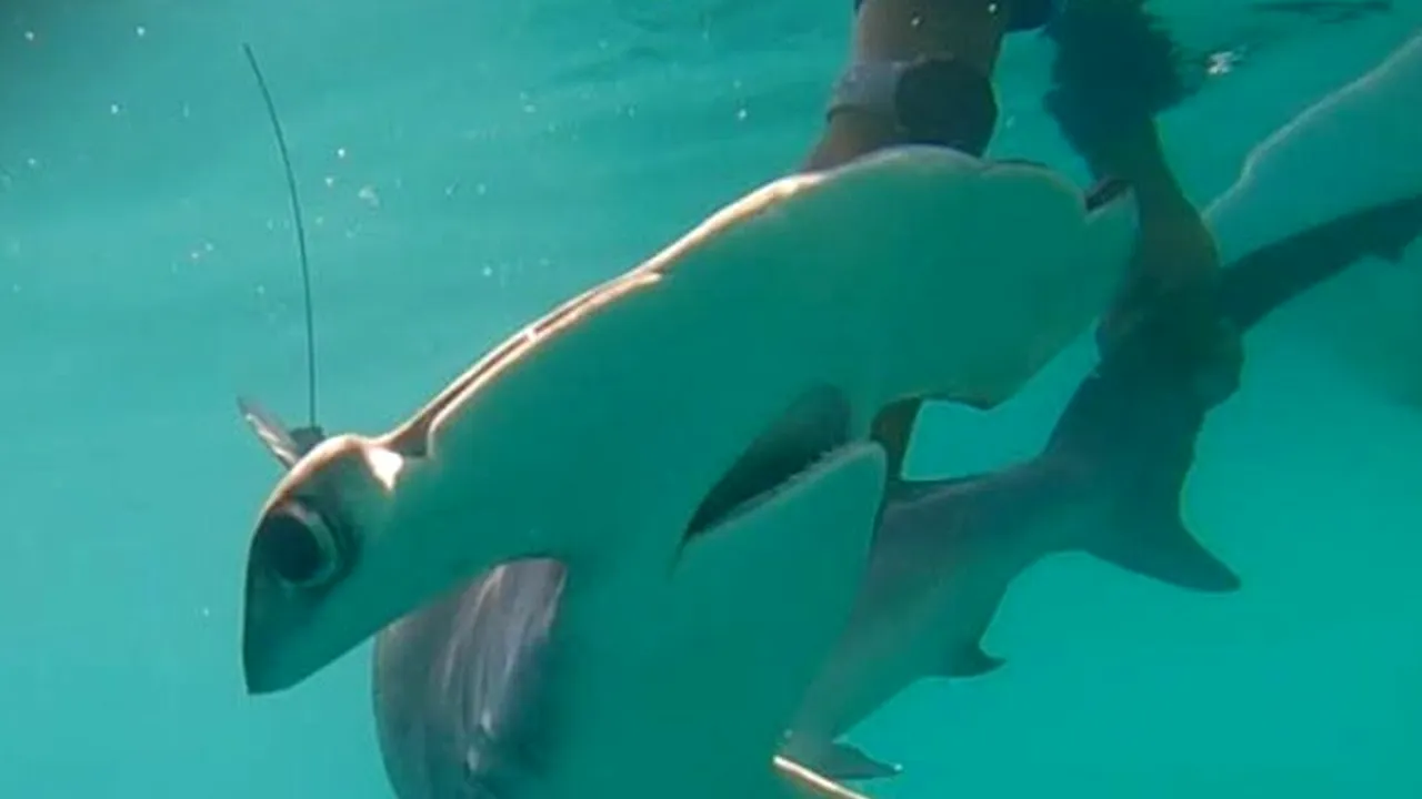 O specie rară de rechin, observată în Galapagos după mai bine de 20 de ani. Descoperirea îi surprinde pe cercetători