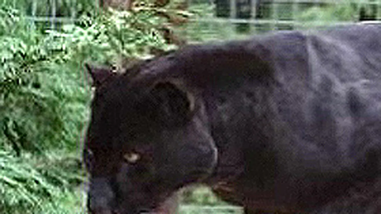 EXCLUSIVE: No Foul Play In Bucharest Zoo Runaway Jaguar Death