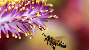 Şi albinele pot ţipa. Când sunt atacate de viespi, albinele emit semnale antiprădător - STUDIU