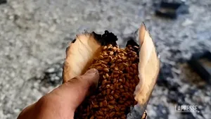 Banca de seminţe din Harkov a fost distrusă de bombardamentele ruseşti. Conţinea peste 160.000 de soiuri de culturi din întreaga lume

