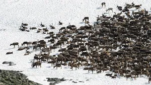 Nivel foarte mare de radioactivitate depistat în rândul renilor în Norvegia