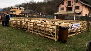 Crescătorii de oi din Prahova, cu animalele la protest, lângă DN1. Oamenii cer soluţii la atacurile dese ale urşilor: Nu suntem pentru omorârea lor, dar să se găsească nişte soluţii