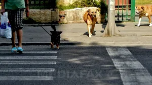 Primar Timişoara: Voi da dispoziţii ferme ca maidanezii să nu fie eutanasiaţi prin acte de cruzime