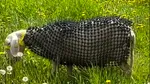 Un fermier și-a îmbrăcat oile în armură pentru a alunga lupii. Invenția i-a deranjat pe oameni