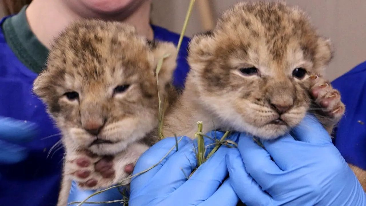 Împuşcarea mortală a unui leu scăpat de la o grădină zoo a creat consternare în Belgia